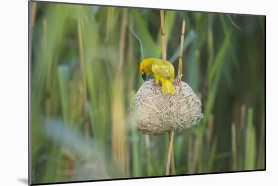 Male African Golden Weaver (Ploceus Subaureus) Tending to its Nest in Reedbeds-Neil Aldridge-Mounted Photographic Print