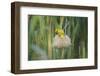 Male African Golden Weaver (Ploceus Subaureus) Tending to its Nest in Reedbeds-Neil Aldridge-Framed Photographic Print