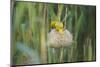 Male African Golden Weaver (Ploceus Subaureus) Tending to its Nest in Reedbeds-Neil Aldridge-Mounted Photographic Print