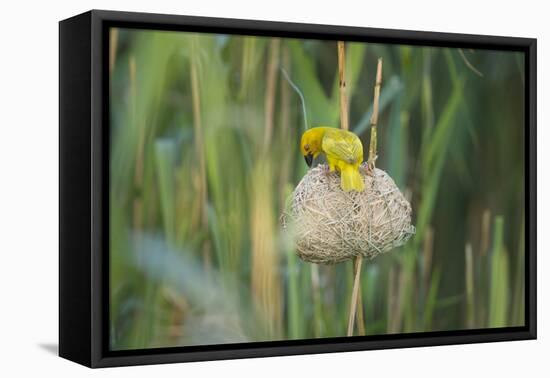 Male African Golden Weaver (Ploceus Subaureus) Tending to its Nest in Reedbeds-Neil Aldridge-Framed Stretched Canvas