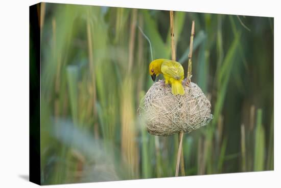 Male African Golden Weaver (Ploceus Subaureus) Tending to its Nest in Reedbeds-Neil Aldridge-Stretched Canvas