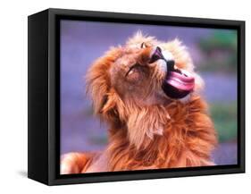 Male African Lion Grooming, Tanzania-David Northcott-Framed Stretched Canvas