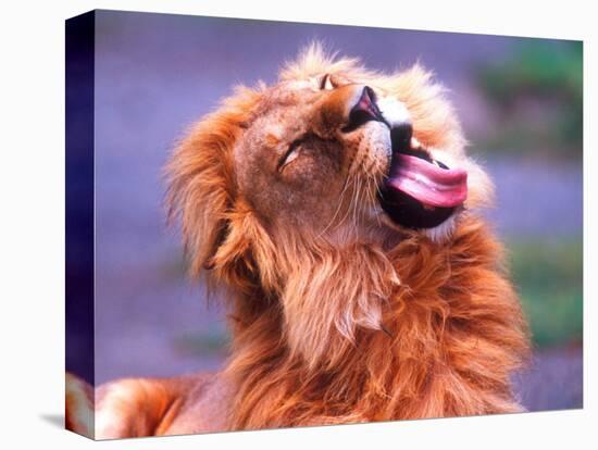 Male African Lion Grooming, Tanzania-David Northcott-Stretched Canvas