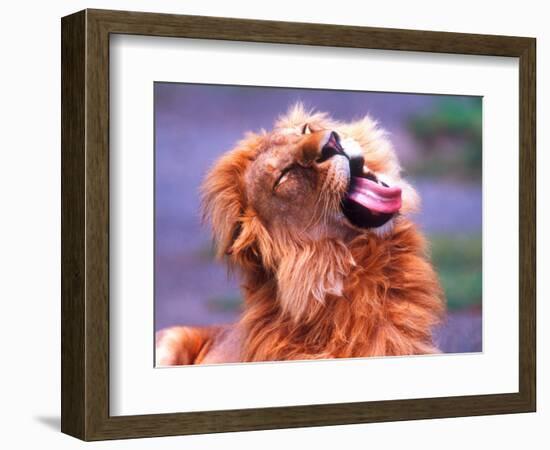 Male African Lion Grooming, Tanzania-David Northcott-Framed Photographic Print