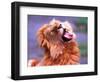 Male African Lion Grooming, Tanzania-David Northcott-Framed Photographic Print