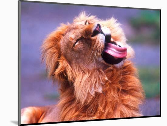 Male African Lion Grooming, Tanzania-David Northcott-Mounted Photographic Print
