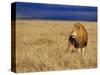 Male African Lion on Savanna-Joe McDonald-Stretched Canvas