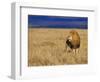 Male African Lion on Savanna-Joe McDonald-Framed Photographic Print