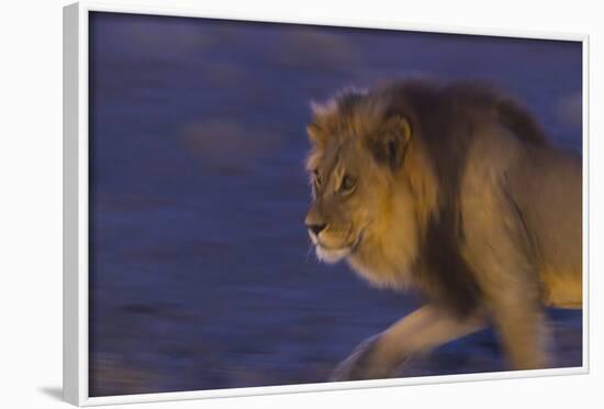 Male African Lion (Panthera Leo) At Night, Kalahari Desert, Botswana-Juan Carlos Munoz-Framed Photographic Print