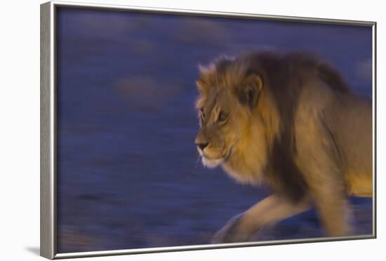 Male African Lion (Panthera Leo) At Night, Kalahari Desert, Botswana-Juan Carlos Munoz-Framed Photographic Print