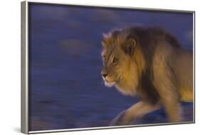 Male African Lion (Panthera Leo) At Night, Kalahari Desert, Botswana-Juan Carlos Munoz-Framed Photographic Print