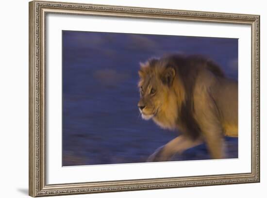 Male African Lion (Panthera Leo) At Night, Kalahari Desert, Botswana-Juan Carlos Munoz-Framed Photographic Print