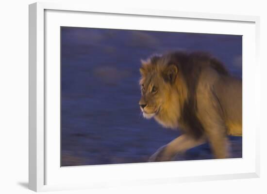 Male African Lion (Panthera Leo) At Night, Kalahari Desert, Botswana-Juan Carlos Munoz-Framed Photographic Print