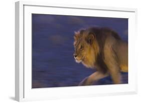 Male African Lion (Panthera Leo) At Night, Kalahari Desert, Botswana-Juan Carlos Munoz-Framed Photographic Print