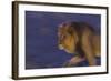 Male African Lion (Panthera Leo) At Night, Kalahari Desert, Botswana-Juan Carlos Munoz-Framed Photographic Print