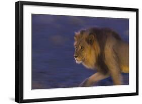 Male African Lion (Panthera Leo) At Night, Kalahari Desert, Botswana-Juan Carlos Munoz-Framed Photographic Print