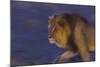 Male African Lion (Panthera Leo) At Night, Kalahari Desert, Botswana-Juan Carlos Munoz-Mounted Photographic Print