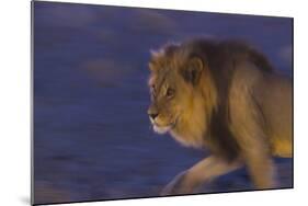 Male African Lion (Panthera Leo) At Night, Kalahari Desert, Botswana-Juan Carlos Munoz-Mounted Photographic Print