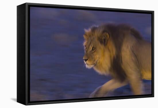 Male African Lion (Panthera Leo) At Night, Kalahari Desert, Botswana-Juan Carlos Munoz-Framed Stretched Canvas