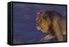 Male African Lion (Panthera Leo) At Night, Kalahari Desert, Botswana-Juan Carlos Munoz-Framed Stretched Canvas