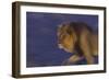 Male African Lion (Panthera Leo) At Night, Kalahari Desert, Botswana-Juan Carlos Munoz-Framed Photographic Print