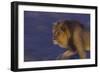 Male African Lion (Panthera Leo) At Night, Kalahari Desert, Botswana-Juan Carlos Munoz-Framed Photographic Print