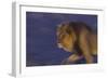 Male African Lion (Panthera Leo) At Night, Kalahari Desert, Botswana-Juan Carlos Munoz-Framed Photographic Print