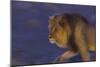 Male African Lion (Panthera Leo) At Night, Kalahari Desert, Botswana-Juan Carlos Munoz-Mounted Photographic Print