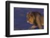 Male African Lion (Panthera Leo) At Night, Kalahari Desert, Botswana-Juan Carlos Munoz-Framed Photographic Print