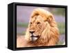 Male African Lion, Panthera Leo, Tanzania Africa-David Northcott-Framed Stretched Canvas