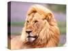 Male African Lion, Panthera Leo, Tanzania Africa-David Northcott-Stretched Canvas