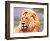 Male African Lion, Panthera Leo, Tanzania Africa-David Northcott-Framed Photographic Print