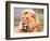 Male African Lion, Panthera Leo, Tanzania Africa-David Northcott-Framed Photographic Print