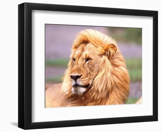 Male African Lion, Panthera Leo, Tanzania Africa-David Northcott-Framed Photographic Print