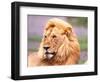 Male African Lion, Panthera Leo, Tanzania Africa-David Northcott-Framed Photographic Print