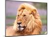 Male African Lion, Panthera Leo, Tanzania Africa-David Northcott-Mounted Photographic Print