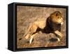 Male African Lion Running, Native to Africa-David Northcott-Framed Stretched Canvas