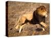 Male African Lion Running, Native to Africa-David Northcott-Stretched Canvas