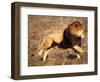 Male African Lion Running, Native to Africa-David Northcott-Framed Photographic Print