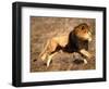 Male African Lion Running, Native to Africa-David Northcott-Framed Photographic Print