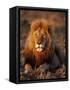 Male African Lion-Joe McDonald-Framed Stretched Canvas