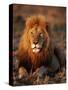 Male African Lion-Joe McDonald-Stretched Canvas