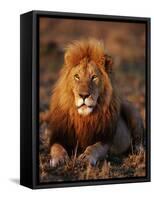 Male African Lion-Joe McDonald-Framed Stretched Canvas