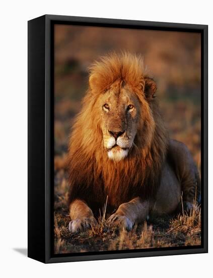 Male African Lion-Joe McDonald-Framed Stretched Canvas
