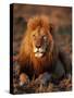 Male African Lion-Joe McDonald-Stretched Canvas