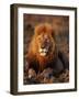 Male African Lion-Joe McDonald-Framed Photographic Print