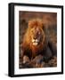 Male African Lion-Joe McDonald-Framed Photographic Print