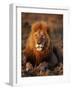 Male African Lion-Joe McDonald-Framed Photographic Print