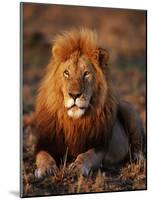 Male African Lion-Joe McDonald-Mounted Photographic Print