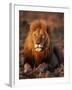 Male African Lion-Joe McDonald-Framed Photographic Print